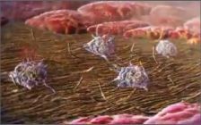 Ticagrelor: Mecanismo de Acción