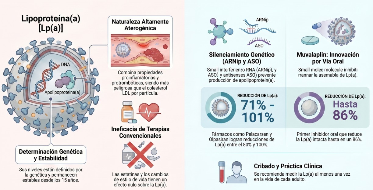 Infografía de la Lipoproteína(a)