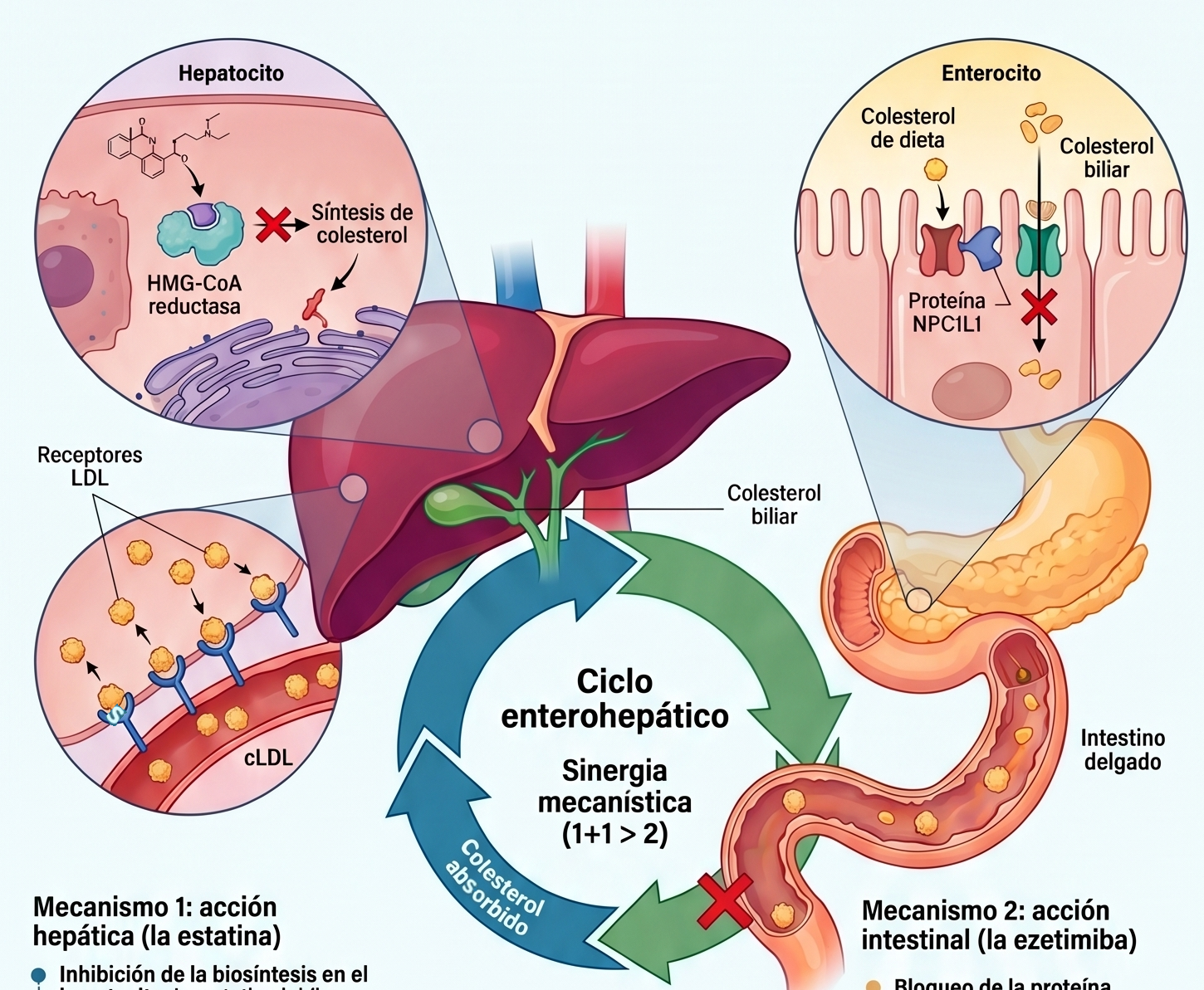 Doble inhibición del colesterol: sinergia para alcanzar los objetivos cLDL