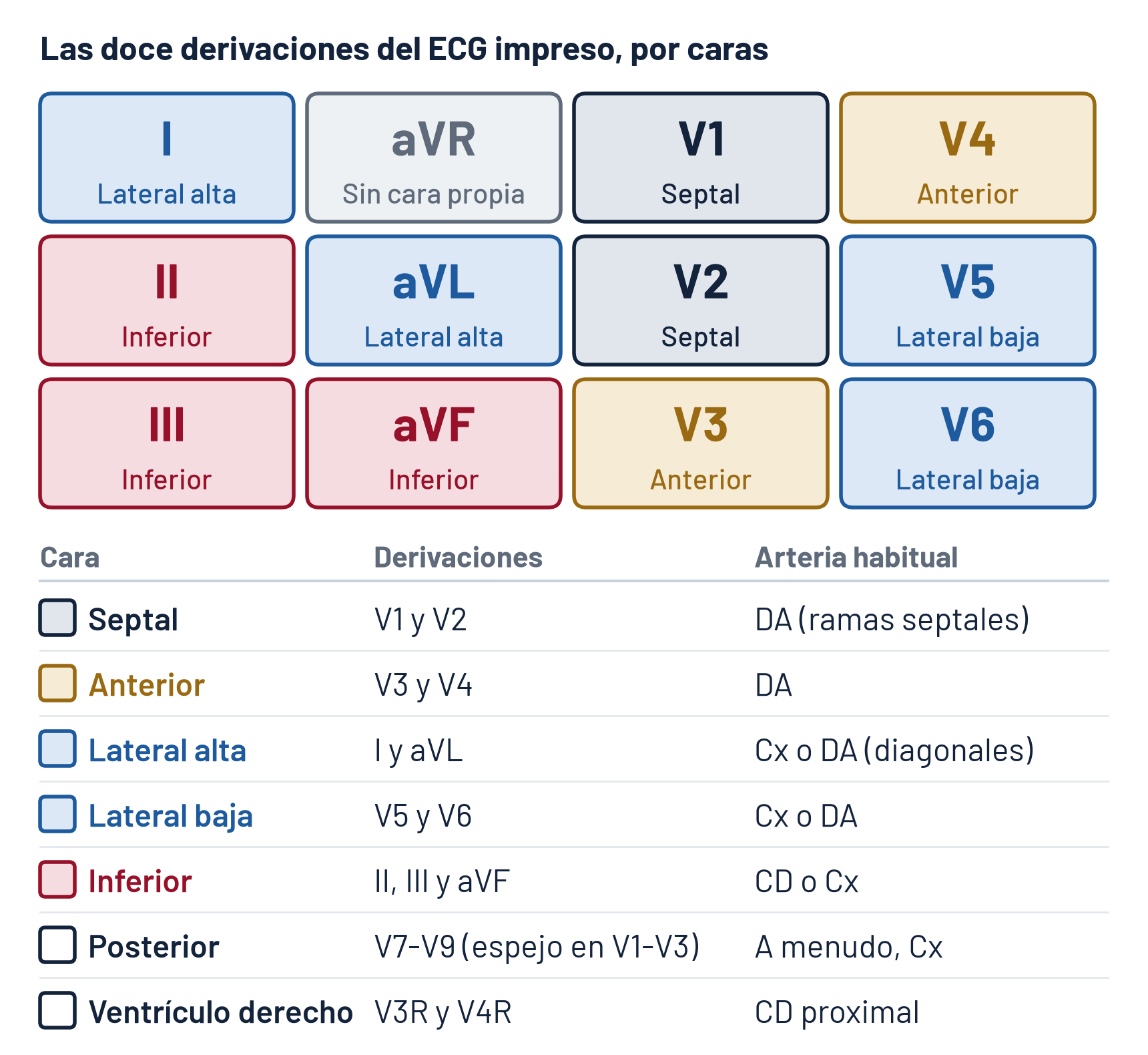 Esquema de las caras del corazón en el ECG: las doce derivaciones en el formato impreso de cuatro columnas (I, II y III; aVR, aVL y aVF; V1, V2 y V3; V4, V5 y V6) agrupadas por cara: I y aVL, lateral alta; V5 y V6, lateral baja; II, III y aVF, inferior; V1 y V2, septal; V3 y V4, anterior, y aVR, sin cara propia. Debajo, la arteria habitual: descendente anterior para la septal y la anterior; circunfleja o descendente anterior para la lateral; coronaria derecha o circunfleja para la inferior; a menudo la circunfleja para la posterior, en V7 a V9 y en espejo en V1 a V3, y la coronaria derecha proximal para el ventrículo derecho, en V3R y V4R