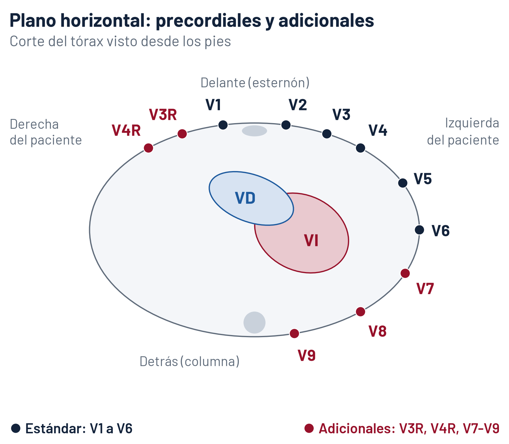 Esquema del plano horizontal del ECG: corte del tórax visto desde los pies con el ventrículo derecho delante y el izquierdo detrás y a la izquierda; las precordiales estándar de V1 a V6 rodean el tórax desde la derecha del esternón hasta la línea medioaxilar izquierda; en el lado derecho, V3R y V4R, y en la espalda izquierda, V7, V8 y V9, junto a la columna